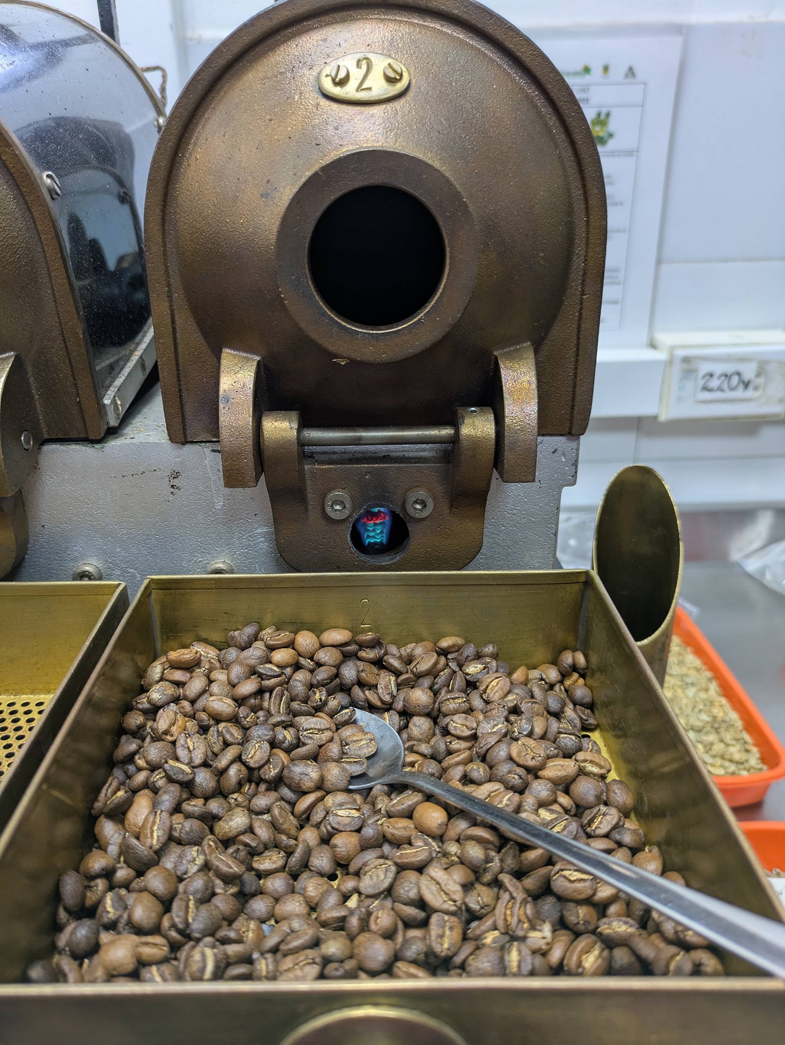 Freshly roasted specialty coffee beans being scooped at the roastery